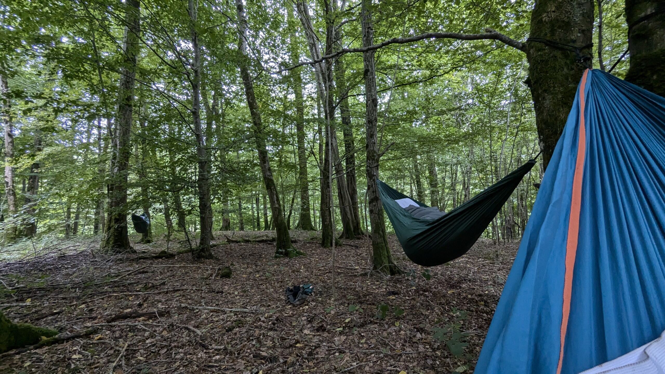 Hamac dans une forêt